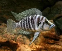 Цихліда Кальвус (Altolamprologus calvus) кальвус