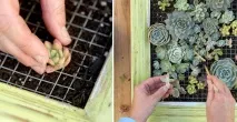 Декоративне панно із сукулентів – живучий подарунок! декоративне