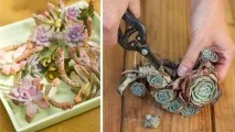 Декоративне панно із сукулентів – живучий подарунок! сукулентів