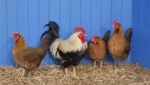 яйценоські породи курей опис, характеристики характеристики