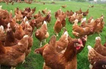 яйценоські породи курей опис, характеристики курей