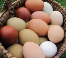 яйценоські породи курей опис, характеристики яйценоські