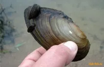 черепашку