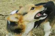 ознаки