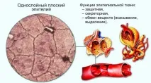 Епітеліальна тканина, функції та особливості будови епітелію епітеліальна
