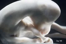 Ембріональний розвиток плода коня, періоди вагітності, формування зародка у кобил ембріональний