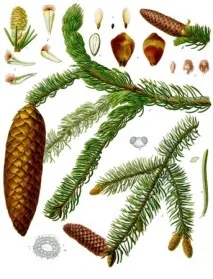 хвойні