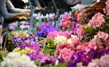 Фіалки на підвіконні, Придбання фіалок у магазинах підвіконні