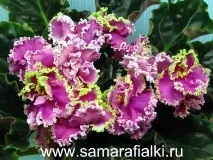 Фіалки на підвіконні, Sweet Lady Love (LLG) фіалки