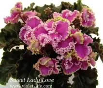 Фіалки на підвіконні, Sweet Lady Love (LLG) фіалки
