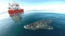 гренландська