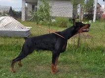 цікаве