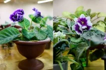 Іжевчанка виростила у квартирі 700 сортів фіалок іжевчанка