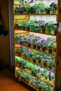 Іжевчанка виростила у квартирі 700 сортів фіалок іжевчанка