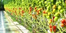Як формувати кущ помідорів у теплиці та відкритому ґрунті. теплиці