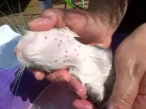 Як позбутися котячих бліх у будинку, квартирі бліх