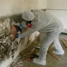 Як позбутися цвілі у квартирі цвілі