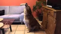 вити