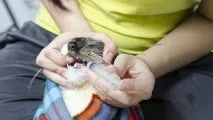 Як відкрити кішці рот, щоб дати ліки відео, як правильно давати кішкам ліки кішці