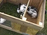 Як побудувати кроленята кроленята