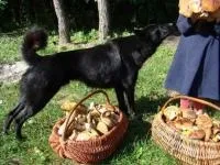 Як собаки допомагають шукати їстівні гриби, Домашні улюбленці допомагають