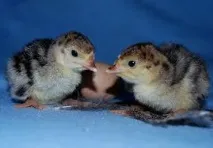 план