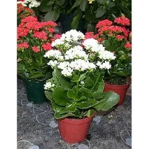 kalanchoe