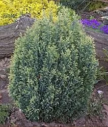 Кіпарисовик Лавсона "Уайт спот" (Chamaecyparis lawsoniana White Spot). уайт