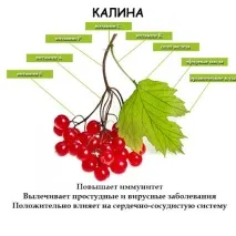 калина