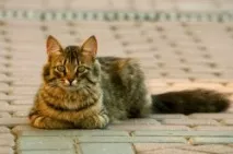 Клички для котів вибір імені для вихованця котів
