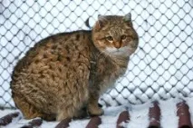 Клички для котів вибір імені для вихованця вибір