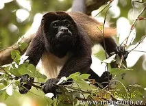 Колумбійський ревун (Alouatta palliata), батьківщина ареал зовнішній вигляд ревуна живлення живиться батьківщина