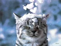 Кішки-провісники погоди, Розплідник Шотландських кішок Lenis Animal кішки-провісники