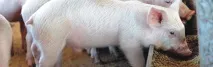 Корма - свинарство з ефективним нарощуванням маси корма