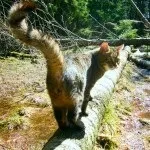 Кіт гуляє, Дао Кота дуже