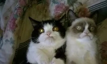 Кіт, який бачив у цьому житті все житті