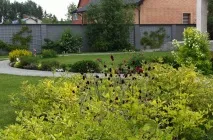 Кровохлібка в квітниках природного стилю кровохлібка