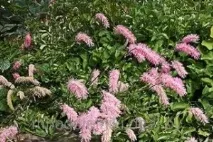 Кровохлібка в квітниках природного стилю природного