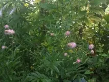 Кровохлібка в квітниках природного стилю природного