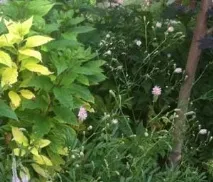 Кровохлібка в квітниках природного стилю стилю
