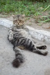Кіт, який бачив у цьому житті все бачив