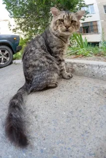 Кіт, який бачив у цьому житті все який