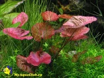 Латаття тигрове або Німфея лотус (Nymphaea lotus) тигрове
