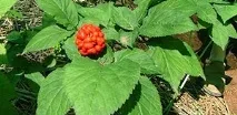 Лікарські рослини для зміцнення пам’яті можна