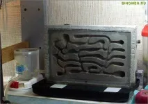 Lasius niger