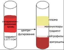 центрофуги