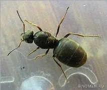 Lasius niger