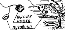 Ловля коропа на гудзик - Інтернет-додаток журналу - БАЙАНАЙ ловля