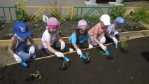 Ми садили город город