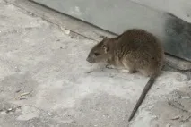 Мишача хвороба людини